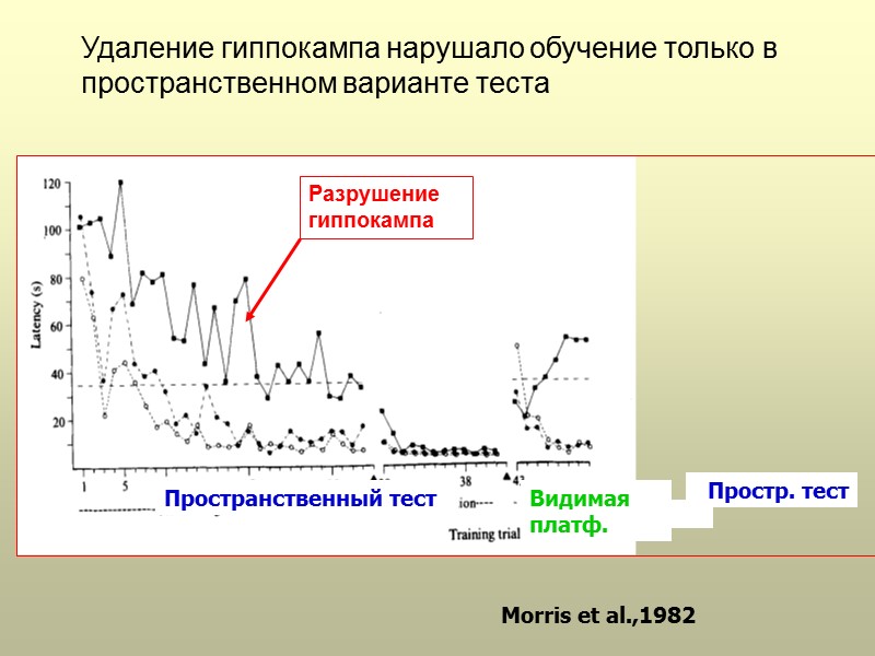 Morris et al.,1982 Удаление гиппокампа нарушало обучение только в пространственном варианте теста